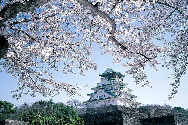 日本春季1天賞櫻之旅