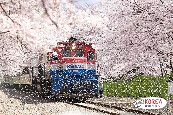 韓國春季2天賞櫻之旅