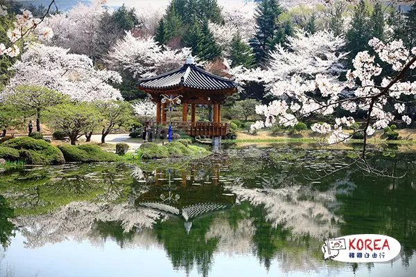 韓國春季2天賞櫻之旅