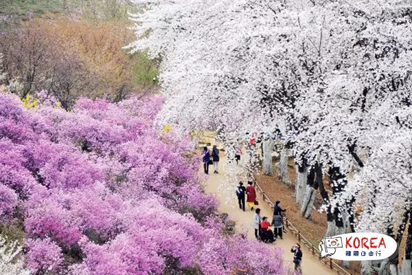 韓國“遠美山杜鵑花海”、“陶唐山櫻花雪”1天體驗之旅