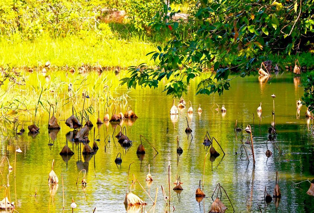 【導賞團】香港濕地公園、朗屏葡萄園、恒香老婆餅廠、流浮山海鮮餐 一天團 (包團)