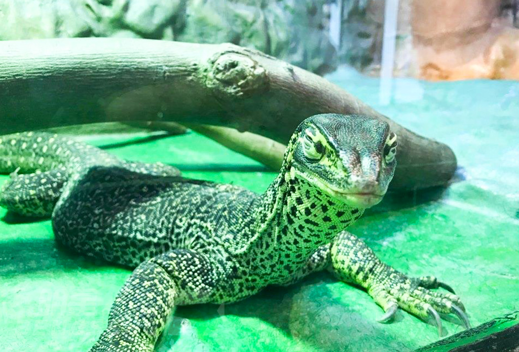 【導賞團】嘉道理農場暨植物園、壽桃牌星級麵館、屯門爬蟲世界 一天遊 (花膠帶子宴) (包團)