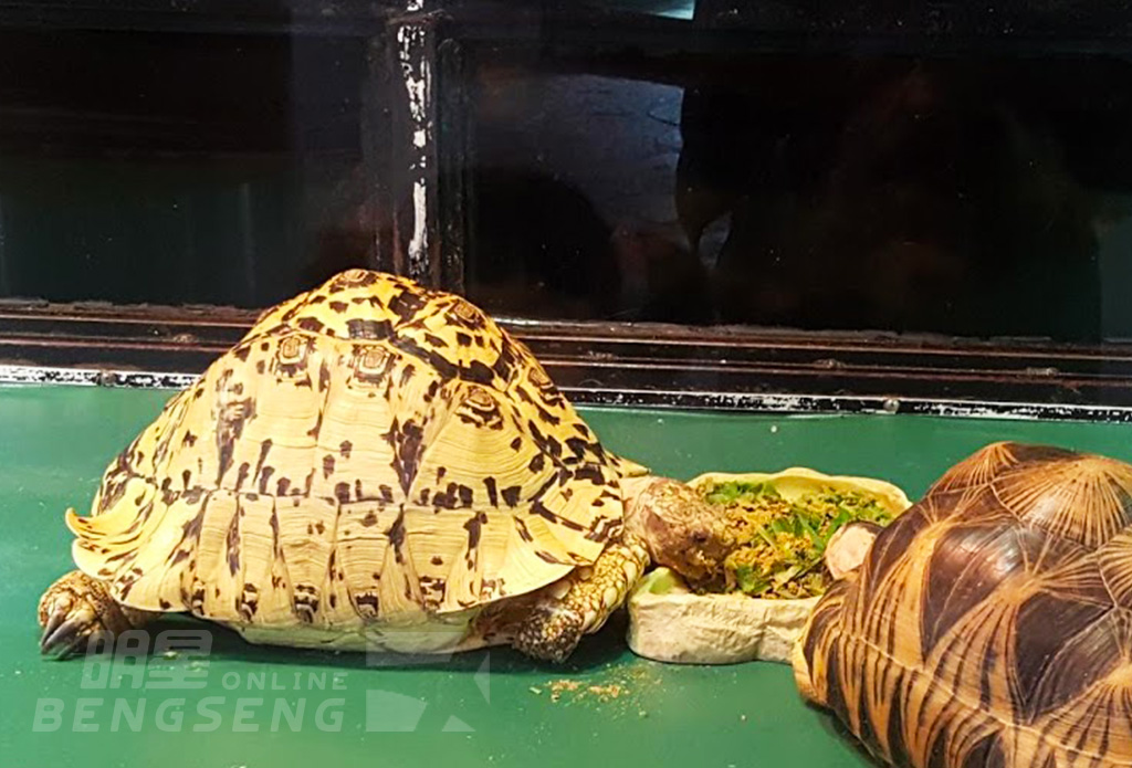 【導賞團】嘉道理農場暨植物園、壽桃牌星級麵館、屯門爬蟲世界 一天遊 (花膠帶子宴) (包團)